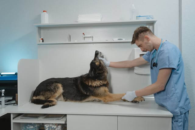 How Software For Vet Associations Improves Efficiency And Communication